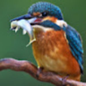 Meet your Posher, Andreea-lacramioara